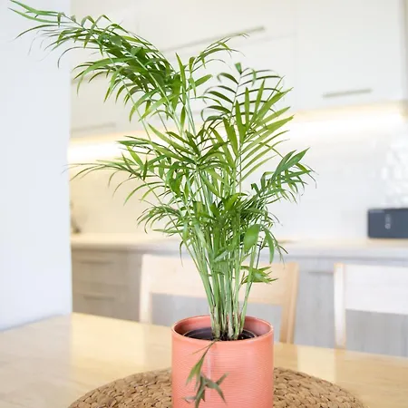 Joyful By 8essentially